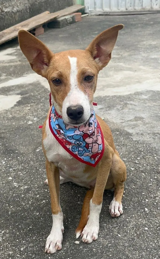 Cachorro raça SRD-ViraLata idade 2 a 6 meses nome Luna