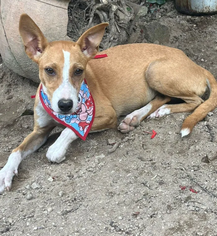 Cachorro raça SRD-ViraLata idade 2 a 6 meses nome Luna