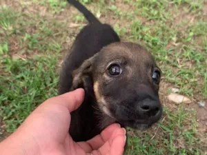 Cachorro raça SRD-ViraLata idade 2 a 6 meses nome Sansão