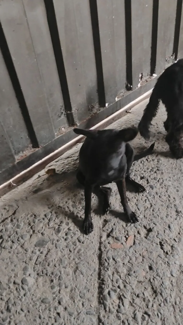 Cachorro raça SRD-ViraLata idade 2 a 6 meses nome Pretinha 