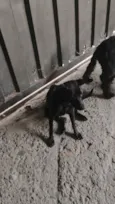 Cachorro raça SRD-ViraLata idade 2 a 6 meses nome Pretinha 