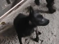 Cachorro raça SRD-ViraLata idade 2 a 6 meses nome Pretinha 