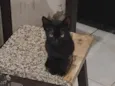 Gato raça SRD-ViraLata idade 2 a 6 meses nome Nix