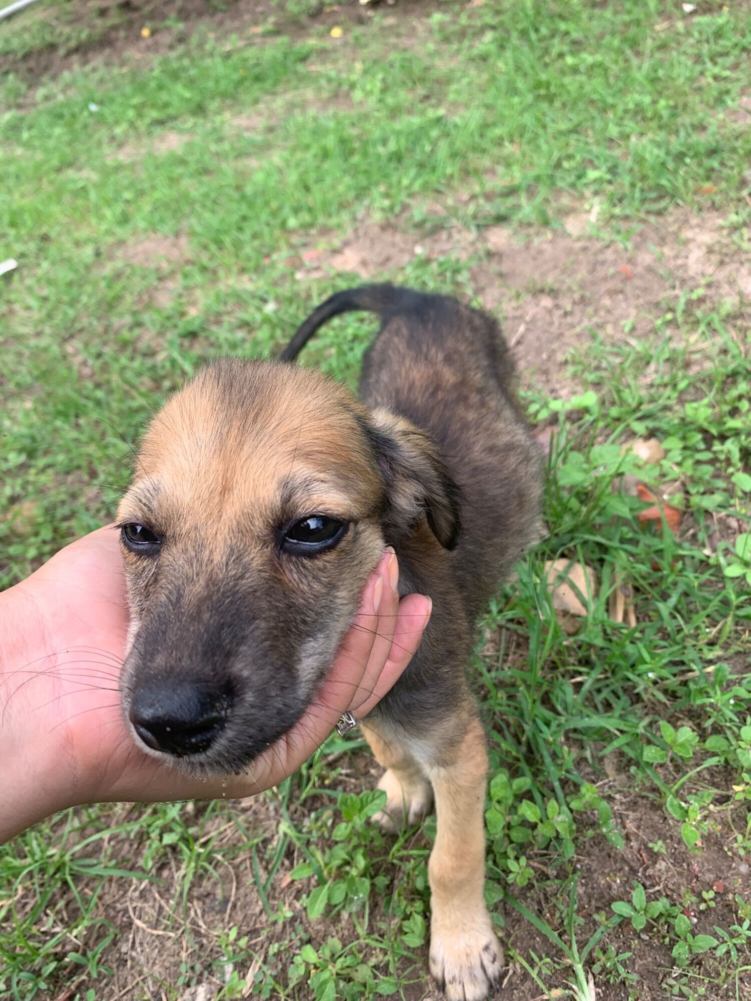 Julieta - São Luís