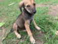 Cachorro raça SRD-ViraLata idade 2 a 6 meses nome Julieta