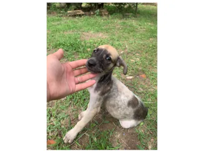 Cachorro raça SRD-ViraLata idade 2 a 6 meses nome Sofia