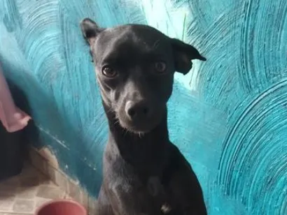 Cachorro raça SRD-ViraLata idade 3 anos nome Amora
