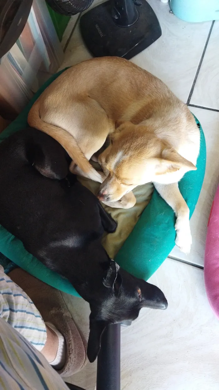 Cachorro raça SRD-ViraLata idade 3 anos nome Amora