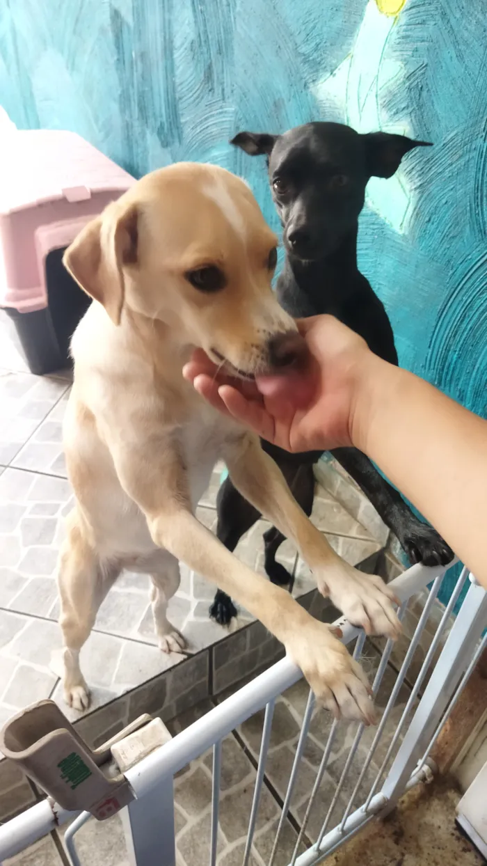 Cachorro raça SRD-ViraLata idade 3 anos nome Amora