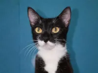 Gato raça SRD-ViraLata idade 7 a 11 meses nome Lola