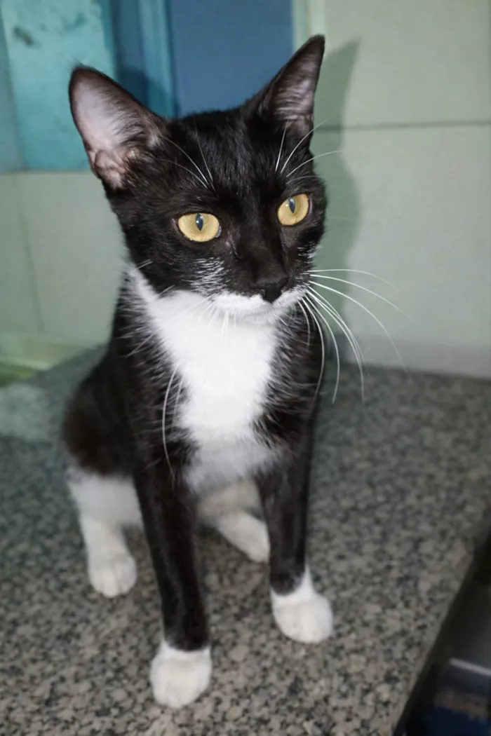 Gato raça SRD-ViraLata idade 7 a 11 meses nome Lola