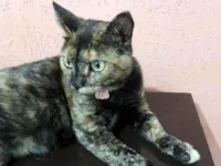 Gato raça SRD-ViraLata idade 1 ano nome Fryda