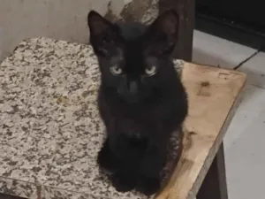 Gato raça SRD-ViraLata idade 2 a 6 meses nome Nix