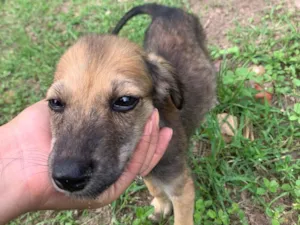 Cachorro raça SRD-ViraLata idade 2 a 6 meses nome Julieta