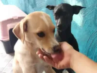 Cachorro raça SRD-ViraLata idade 3 anos nome Marshmallow