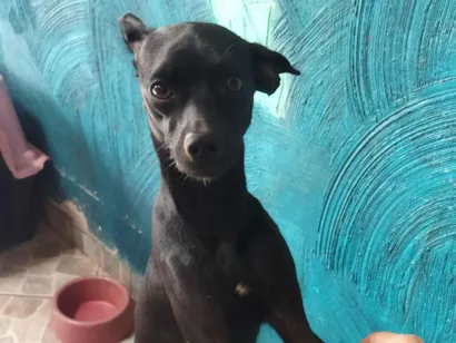 Cachorro raça SRD-ViraLata idade 3 anos nome Amora
