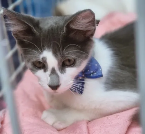 Gato raça SRD-ViraLata idade 2 a 6 meses nome TIM BLUE