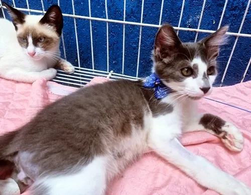 Gato raça SRD-ViraLata idade 2 a 6 meses nome TIM BLUE