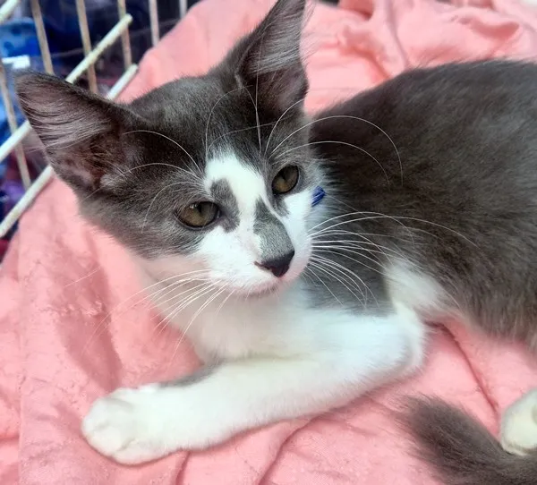 Gato raça SRD-ViraLata idade 2 a 6 meses nome TIM BLUE