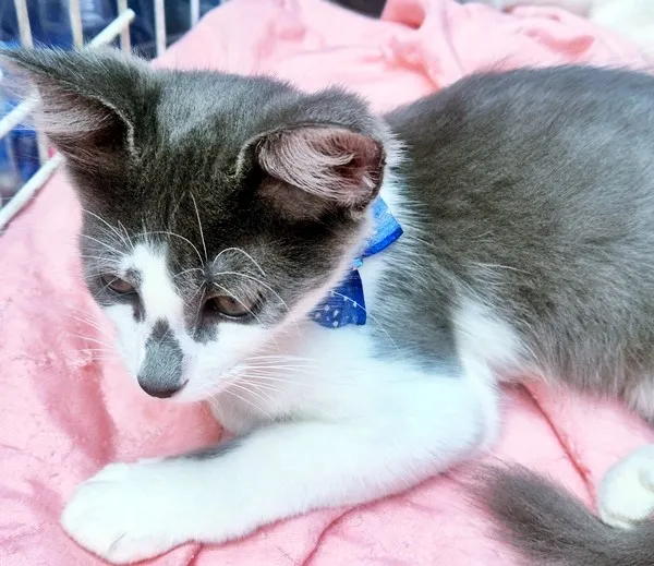 Gato raça SRD-ViraLata idade 2 a 6 meses nome TIM BLUE