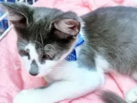 Gato raça SRD-ViraLata idade 2 a 6 meses nome TIM BLUE