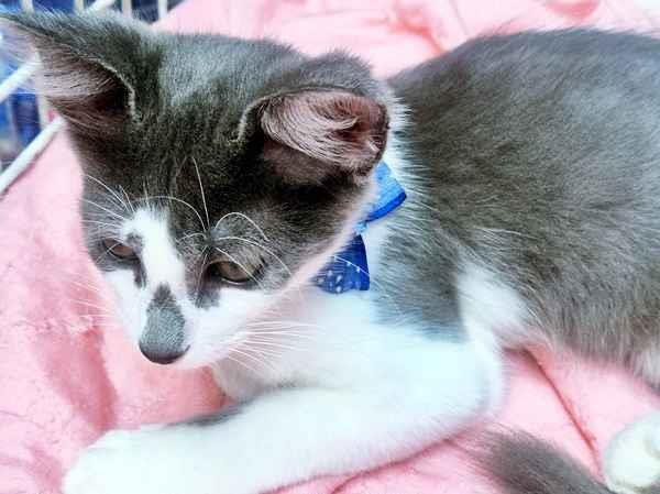 Gato raça SRD-ViraLata idade 2 a 6 meses nome TIM BLUE