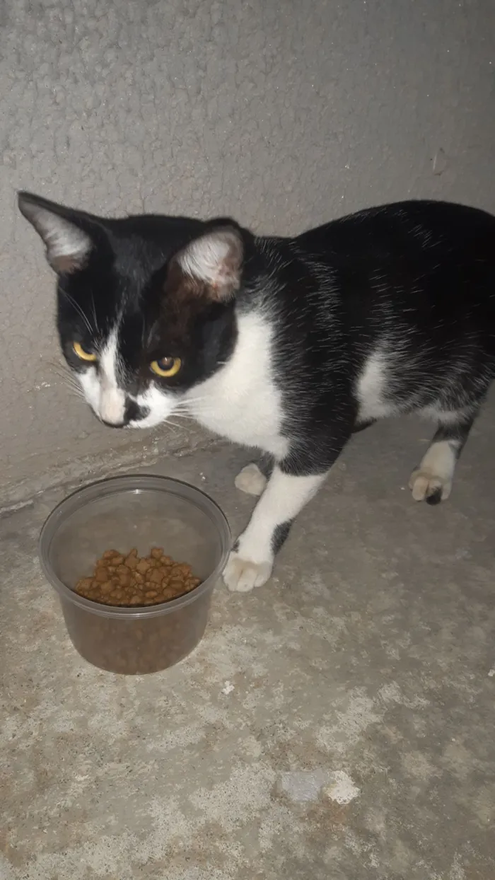 Gato raça SRD-ViraLata idade 2 anos nome Frajolinha