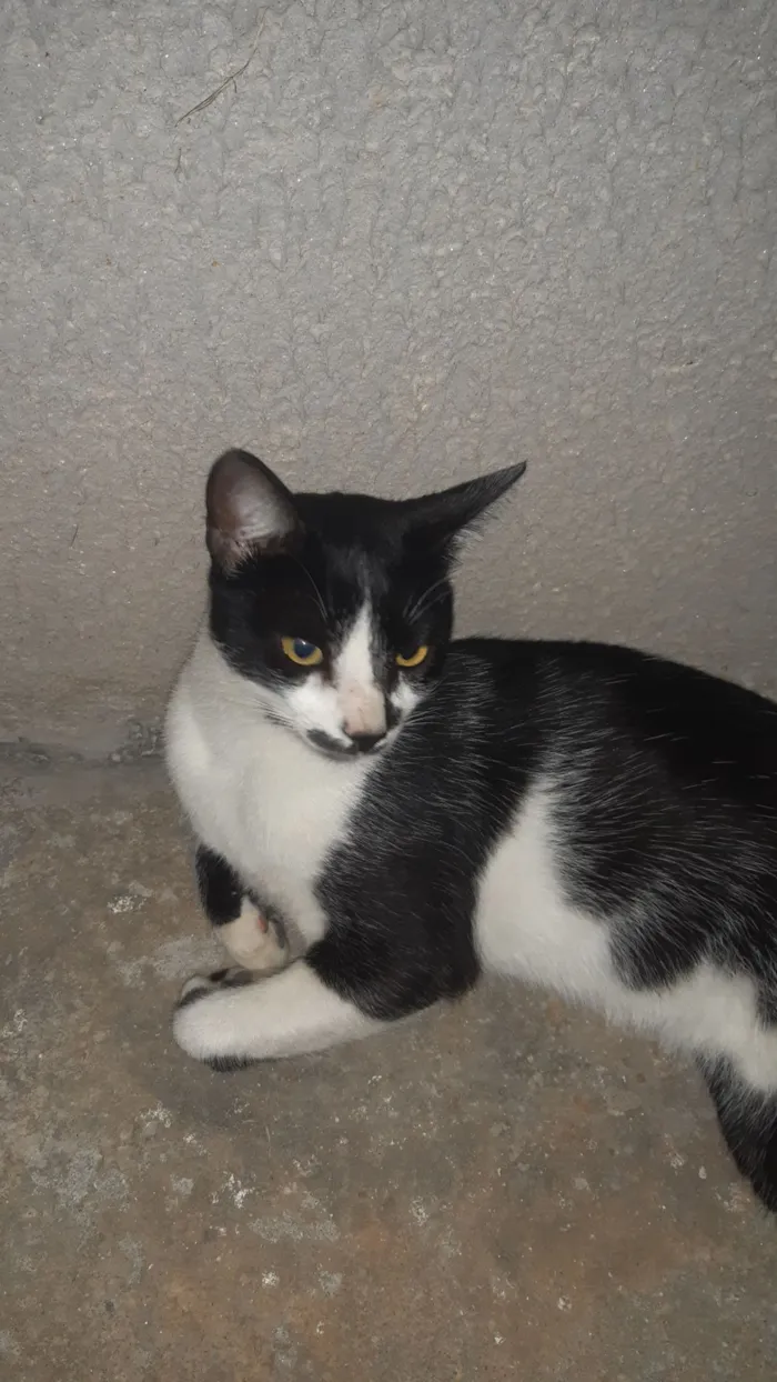 Gato raça SRD-ViraLata idade 2 anos nome Frajolinha
