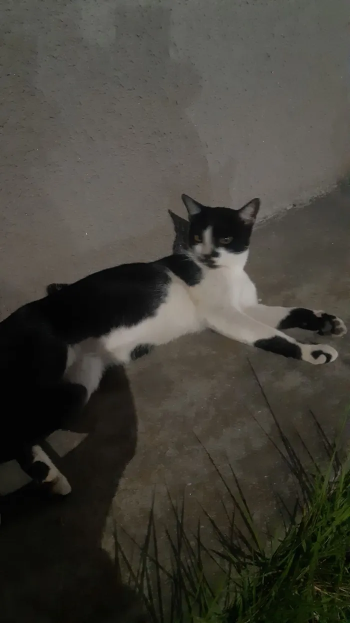 Gato raça SRD-ViraLata idade 2 anos nome Frajolinha