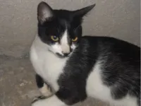 Gato raça SRD-ViraLata idade 2 anos nome Frajolinha