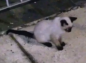Gato raça Siamês idade 2 a 6 meses nome Bolinha