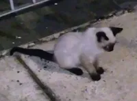 Gato raça Siamês idade 2 a 6 meses nome Bolinha