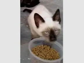 Gato raça Siamês idade 2 a 6 meses nome Bolinha