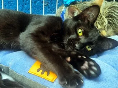 Gato raça SRD-ViraLata idade 7 a 11 meses nome GILBERTO BLACK