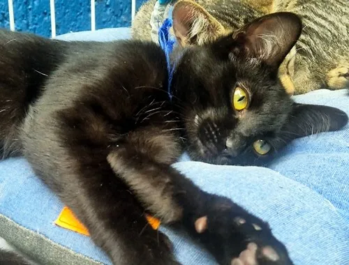 Gato raça SRD-ViraLata idade 7 a 11 meses nome GILBERTO BLACK