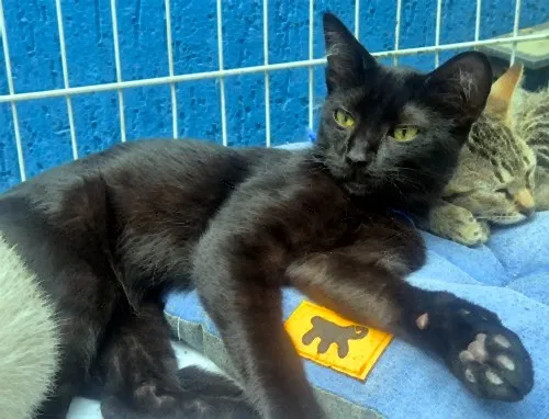 Gato raça SRD-ViraLata idade 7 a 11 meses nome GILBERTO BLACK