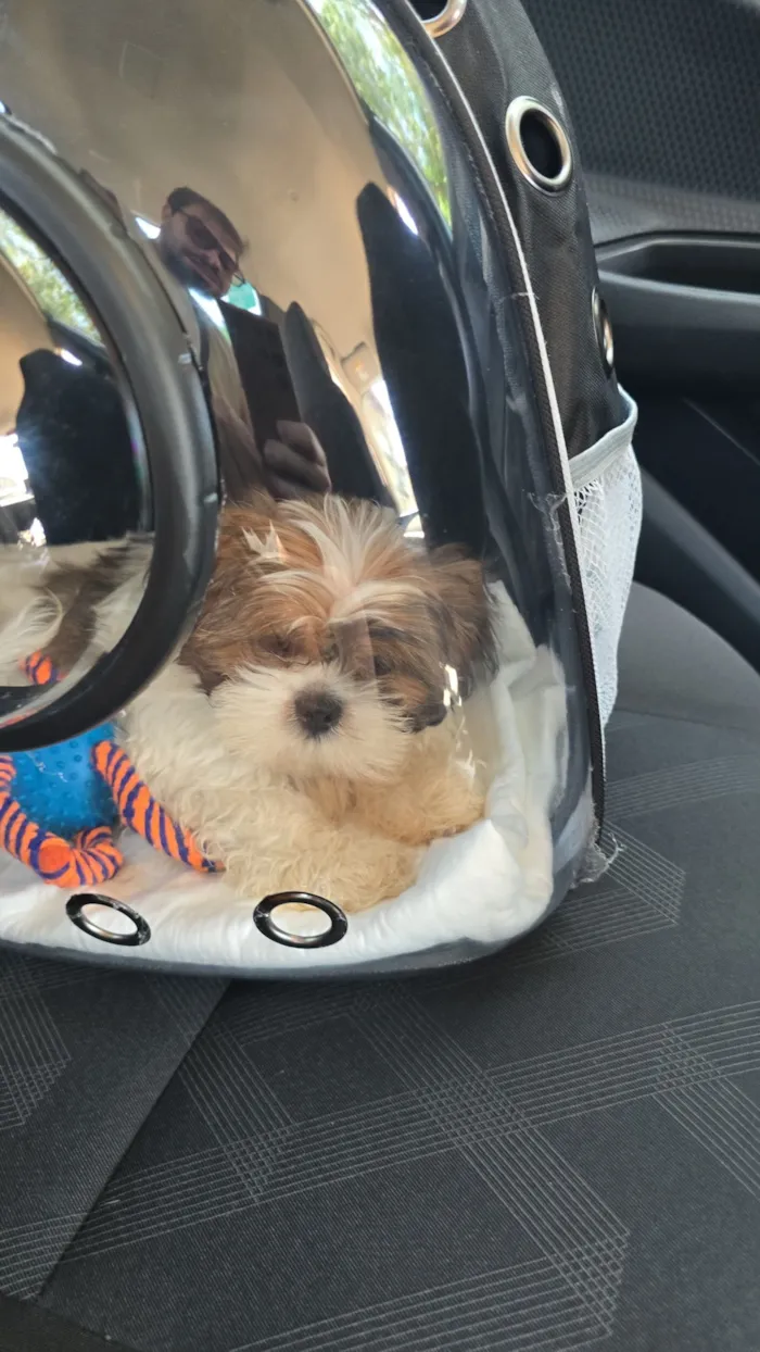 Cachorro raça Shitzu idade 2 a 6 meses nome Theo
