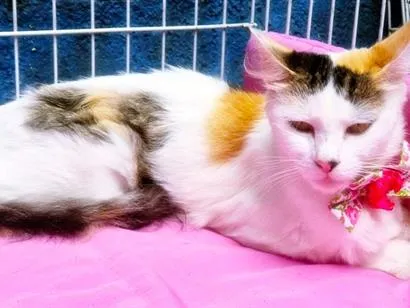 Gato raça SRD-ViraLata idade 1 ano nome LILI TRICOLOR