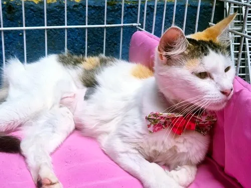 Gato raça SRD-ViraLata idade 1 ano nome LILI TRICOLOR