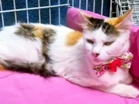 Gato raça SRD-ViraLata idade 1 ano nome LILI TRICOLOR