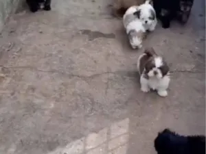 Cachorro raça Shitzu idade 7 a 11 meses nome Robson Araújo 