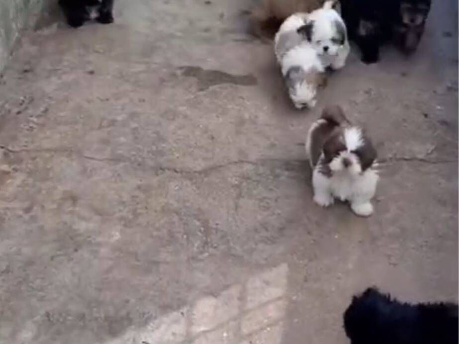 Cachorro raça Shitzu idade 7 a 11 meses nome Robson Araújo 