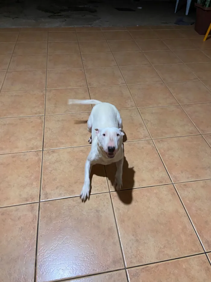 Cachorro raça Fox Terrier idade 2 anos nome Mel