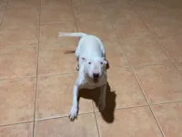 Cachorro raça Fox Terrier idade 2 anos nome Mel