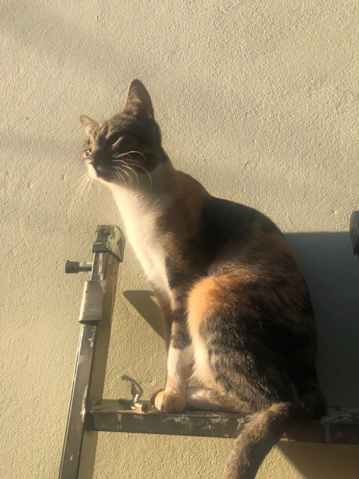 Gato raça SRD-ViraLata idade 5 anos nome Mila