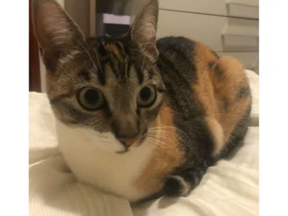 Gato raça SRD-ViraLata idade 5 anos nome Mila