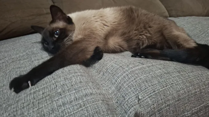 Gato raça Siamês idade 2 a 6 meses nome Eva