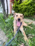 Cachorro raça SRD-ViraLata idade 1 ano nome Tor