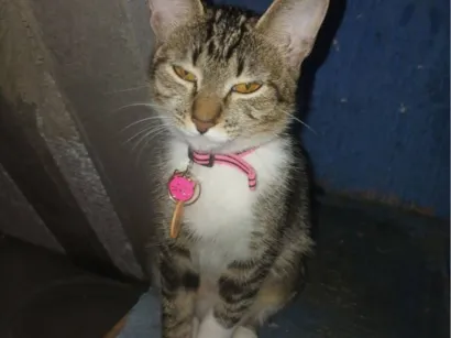 Gato raça SRD-ViraLata idade 7 a 11 meses nome Mel