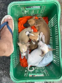 Cachorro raça SRD-ViraLata idade 2 a 6 meses nome cachorro 